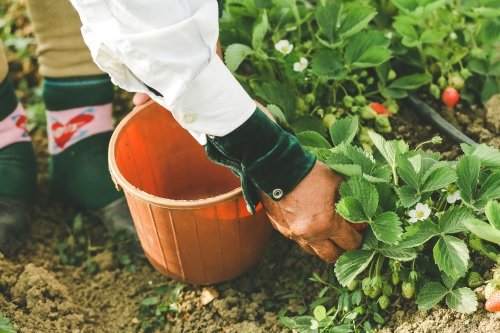 Picking the Right Plants for Your Home Garden